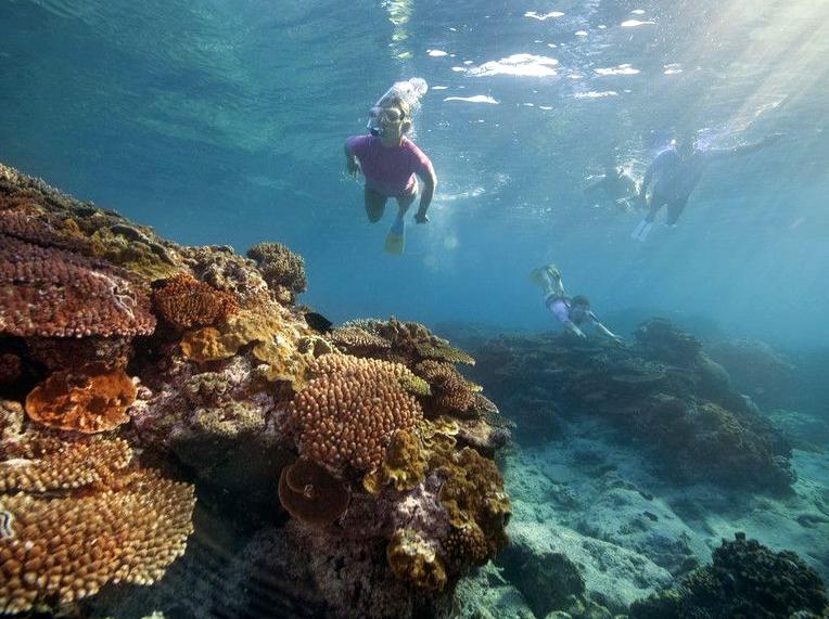 democratunity | Go on a Coral Viewing Semi-submersible: View coral reefs from a semi-submersible vessel