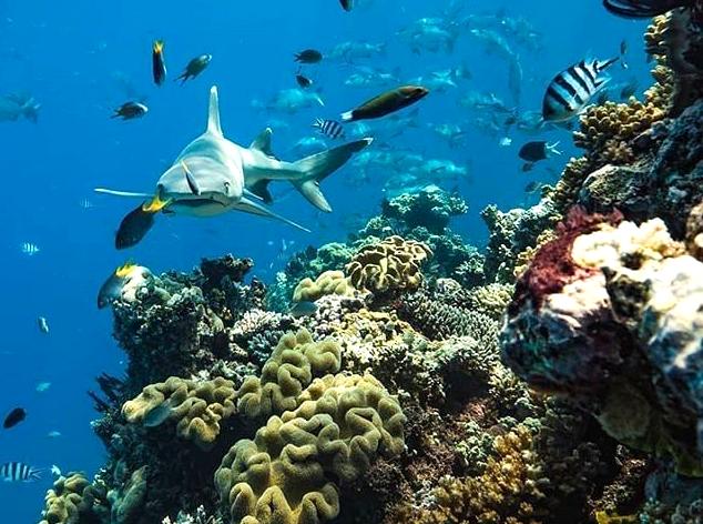 democratunity | Go on a Coral Viewing Semi-submersible: View coral reefs from a semi-submersible vessel