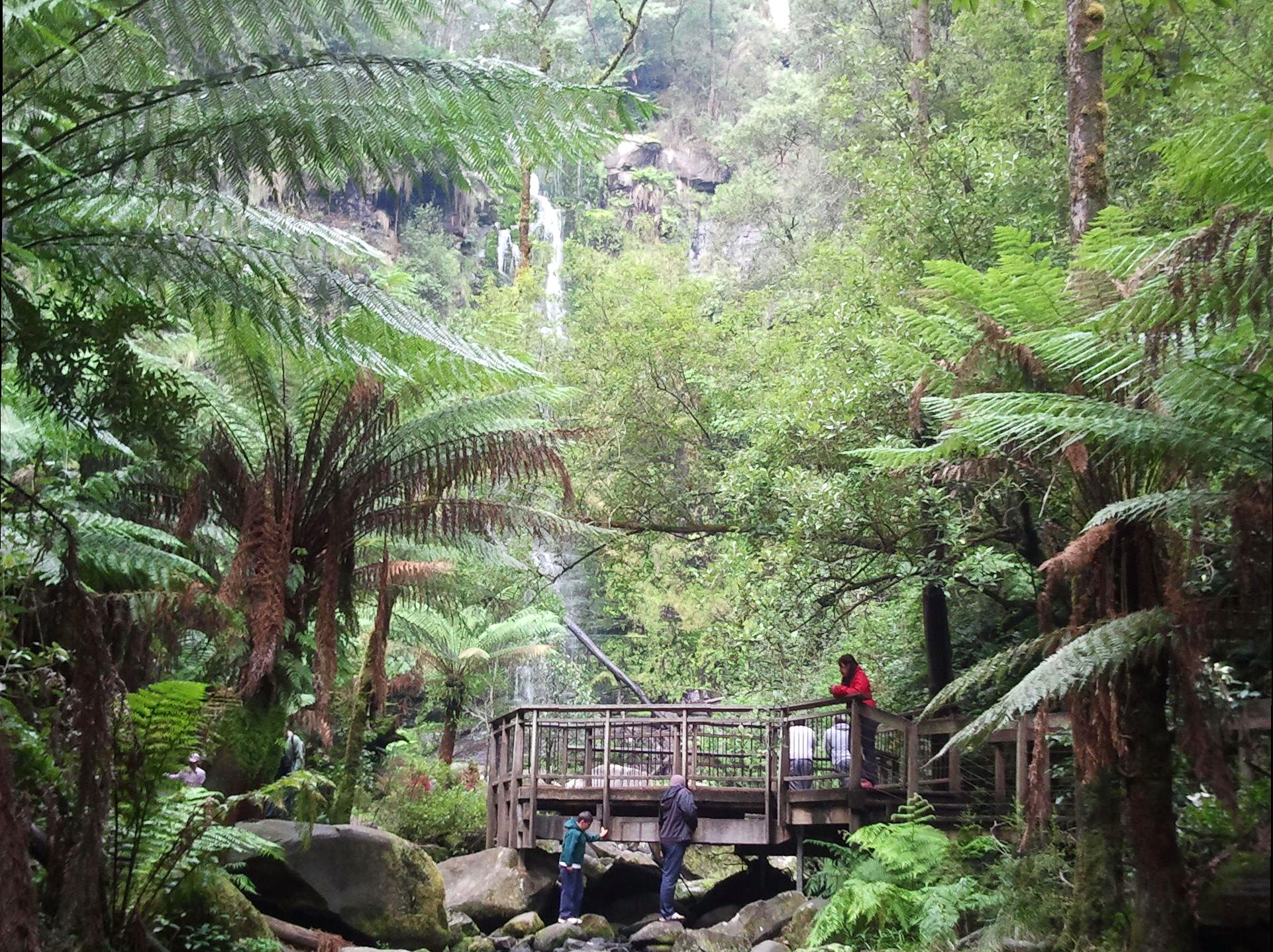 democratunity | Erskine Falls: Cascading Beauty in the Otways