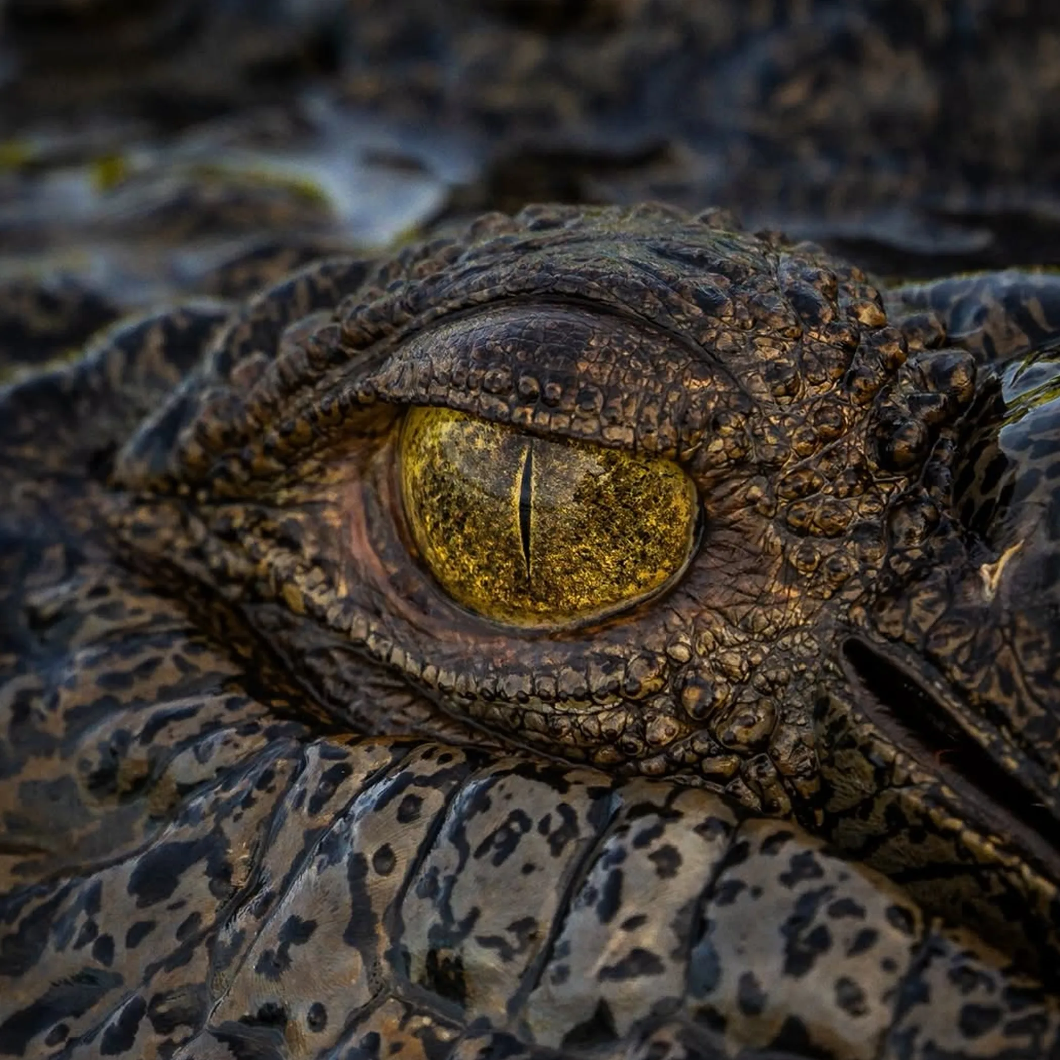 kakadu wet season crocodile in water