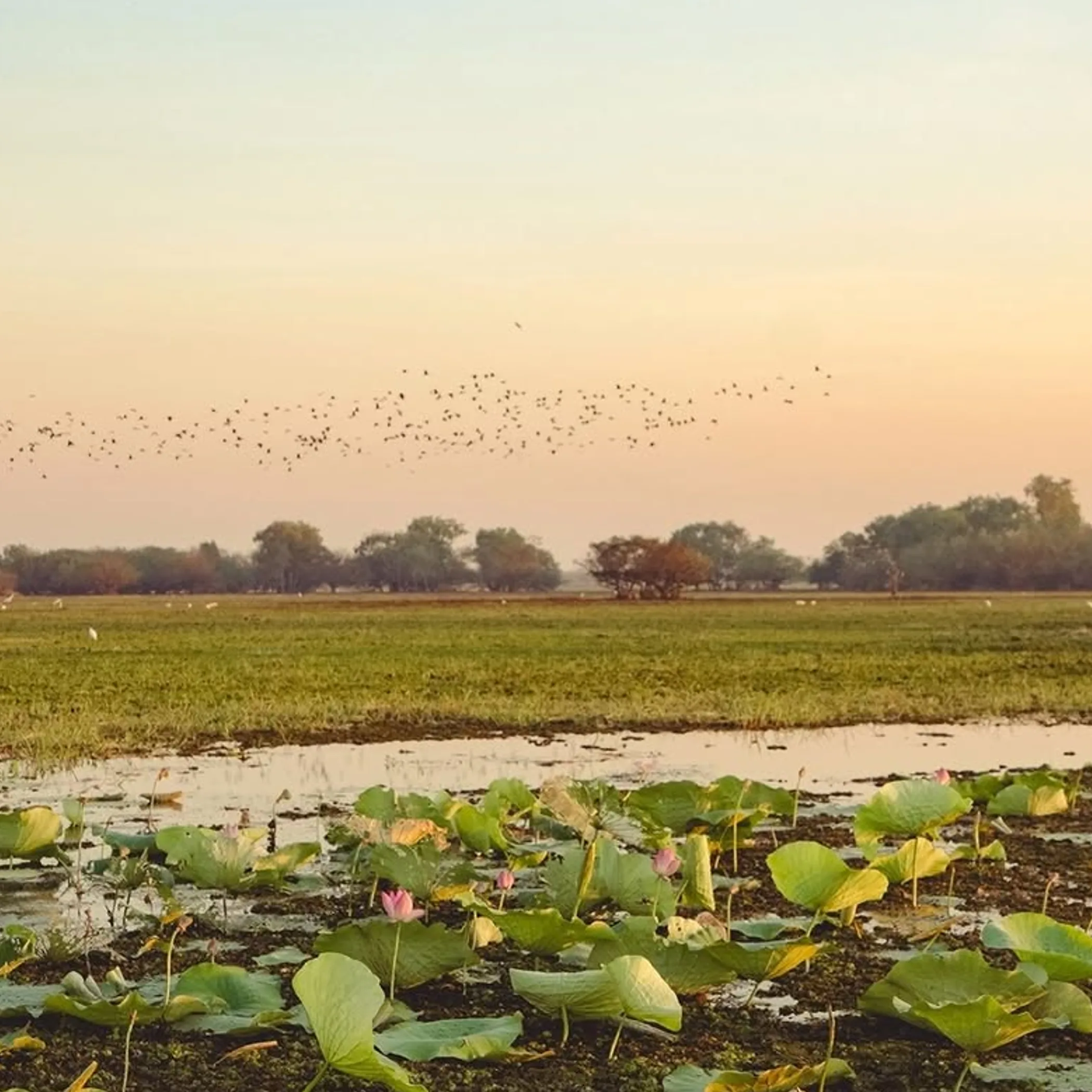 kakadu wet season water plants birds