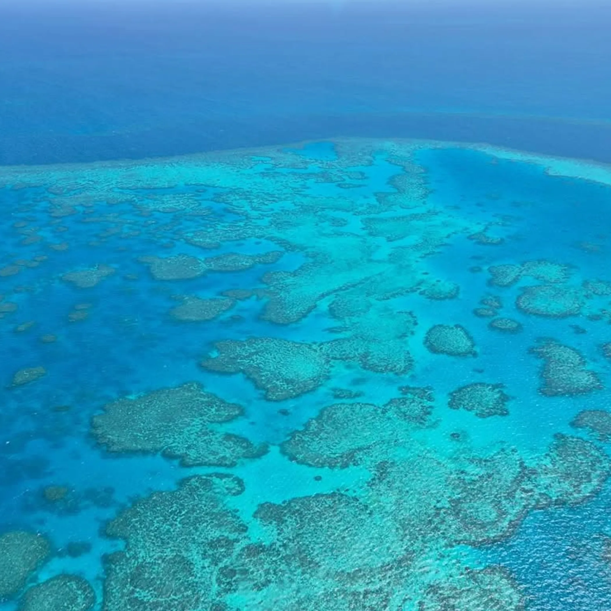 clear reef photograph