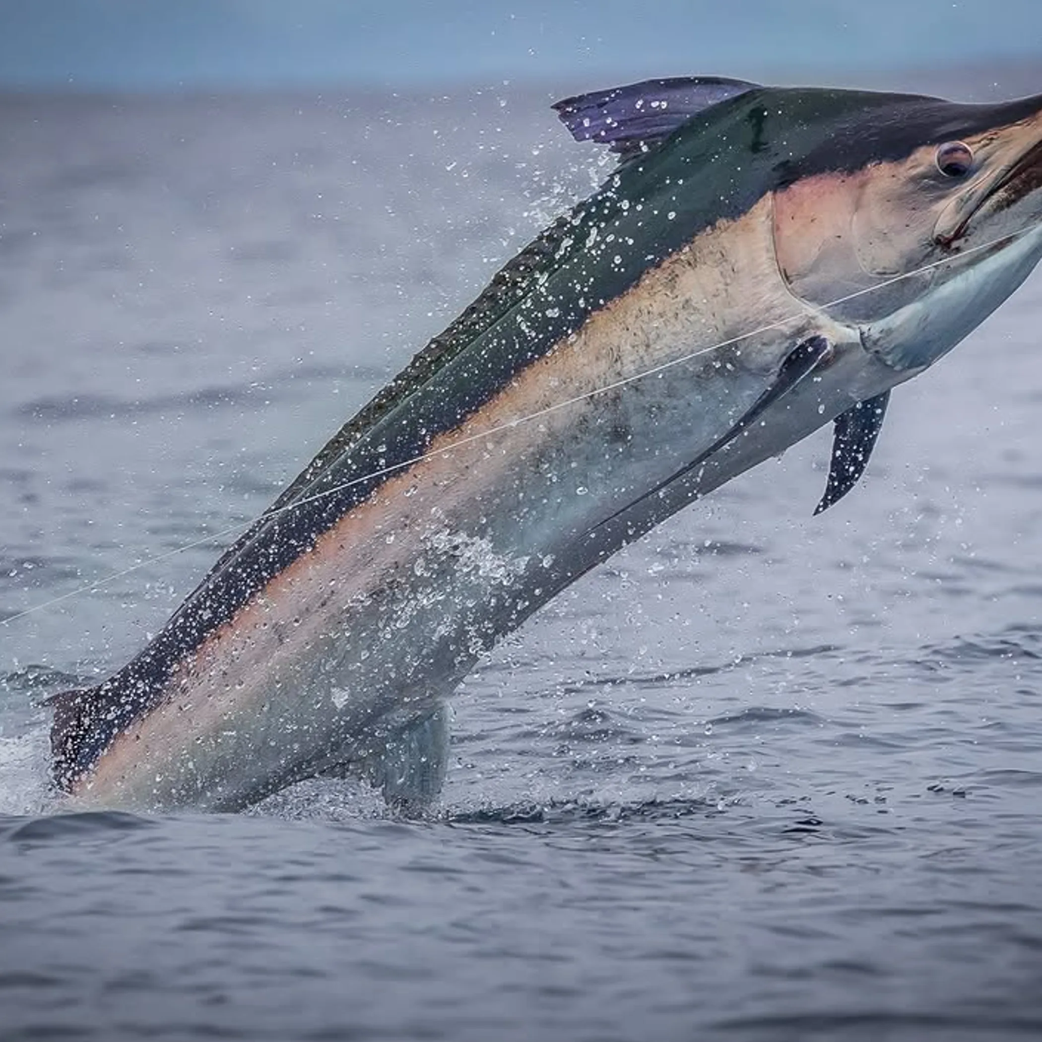 great barrier reef marlin fishing