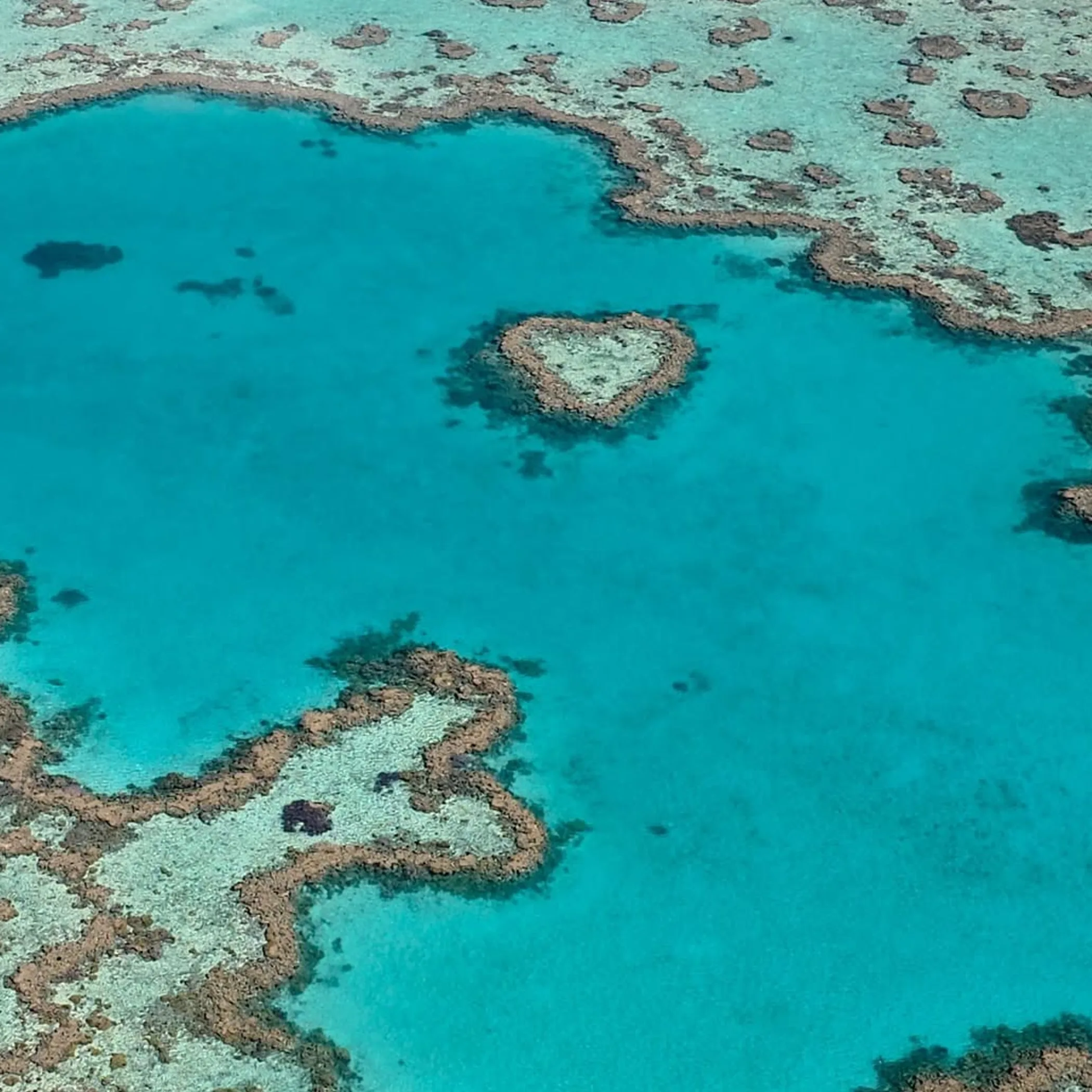 whitsundays reef and heart-shaped coral