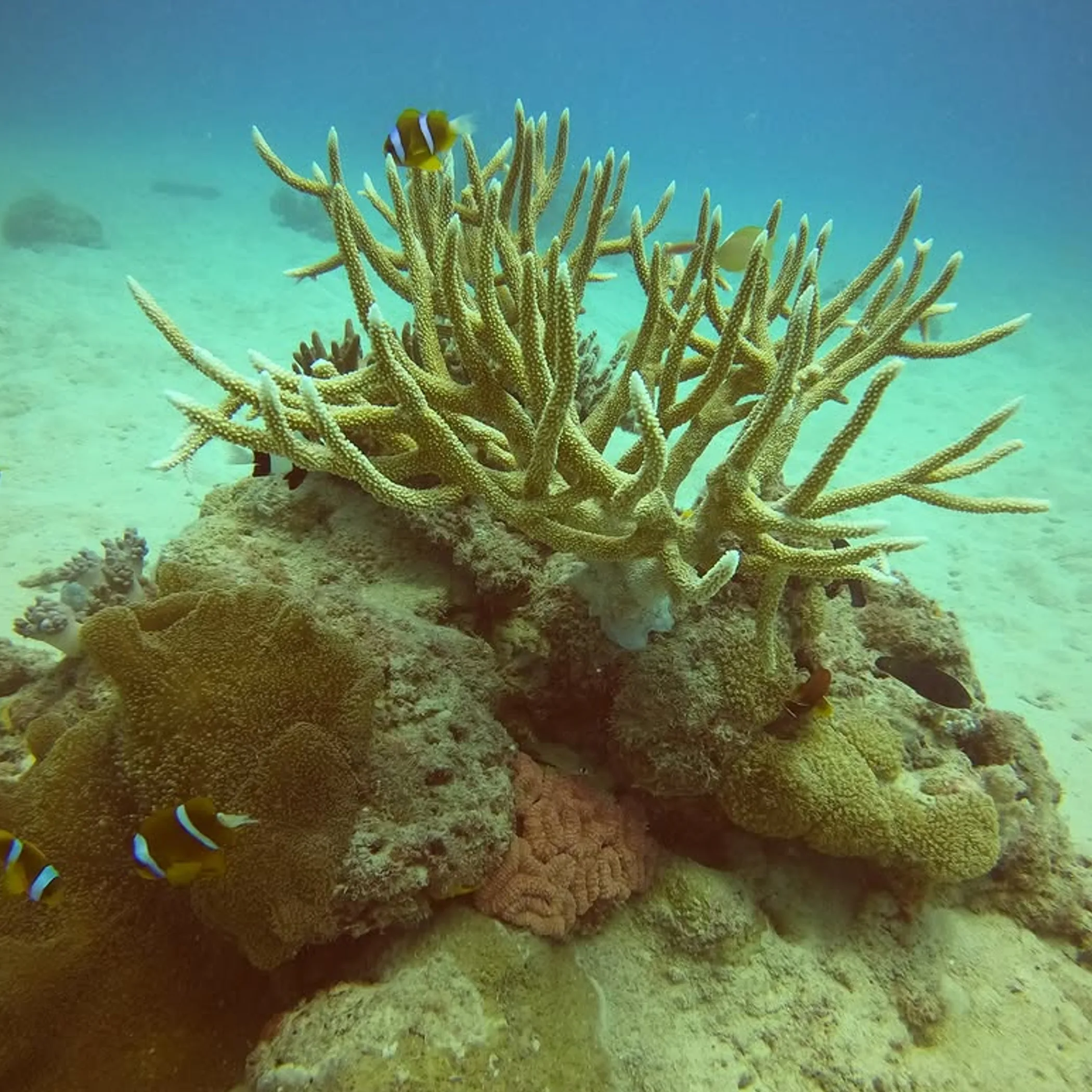 underwater reef with marine life