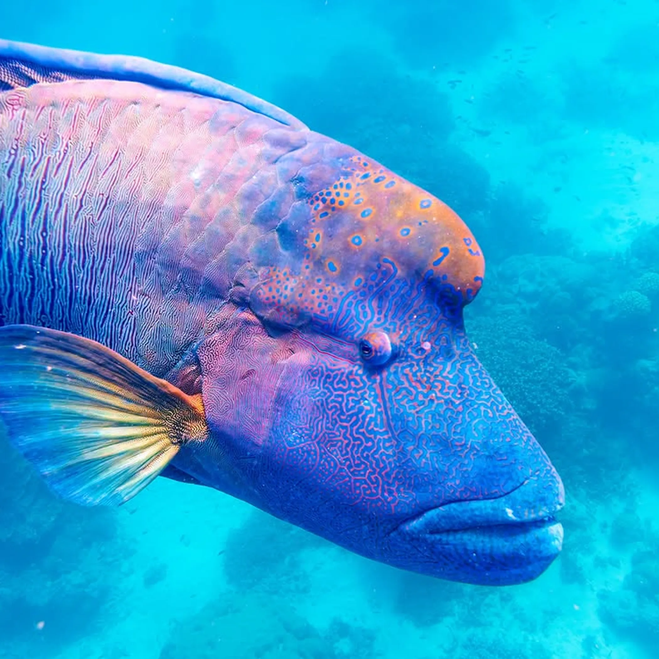 great barrier reef marine life